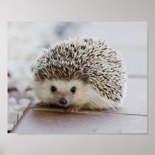 Póster Cebolla