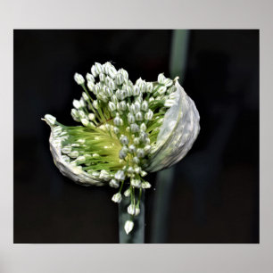 Póster Cebolla de primavera floreciente