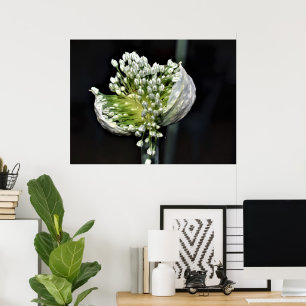 Póster Cebolla de primavera floreciente