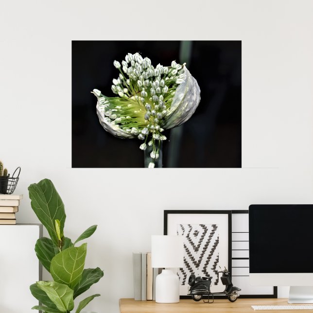 Póster Cebolla de primavera floreciente (Oficina en casa)