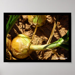Póster Cebolla en Cosecha