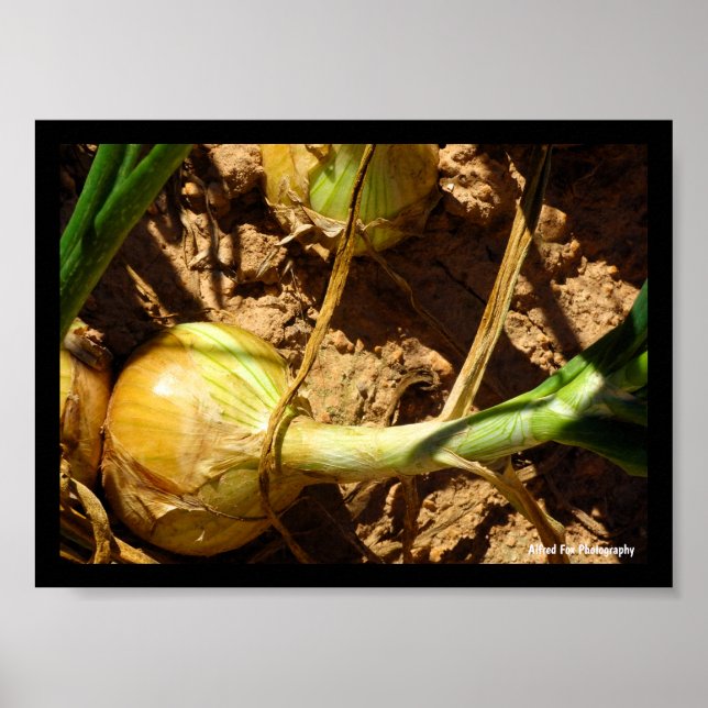 Póster Cebolla en Cosecha (Frente)