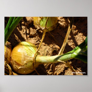 Póster Cebolla en Cosecha