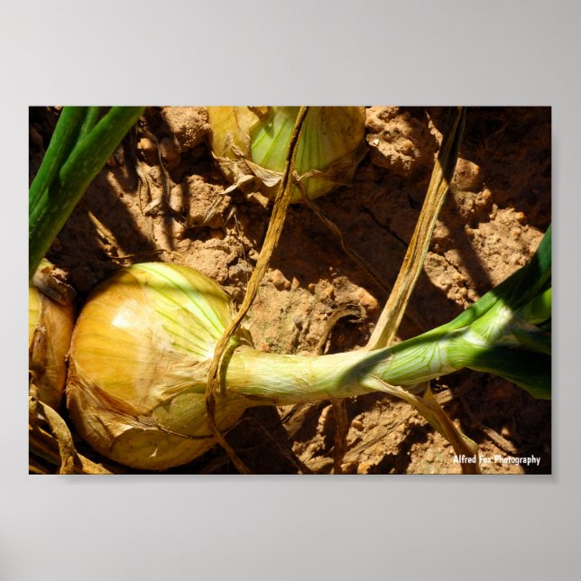 Póster Cebolla en Cosecha (Frente)