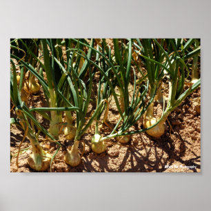 Póster Cebolla Española en Cosecha