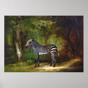 Póster Cebra (1763) pintura de George Stubbs