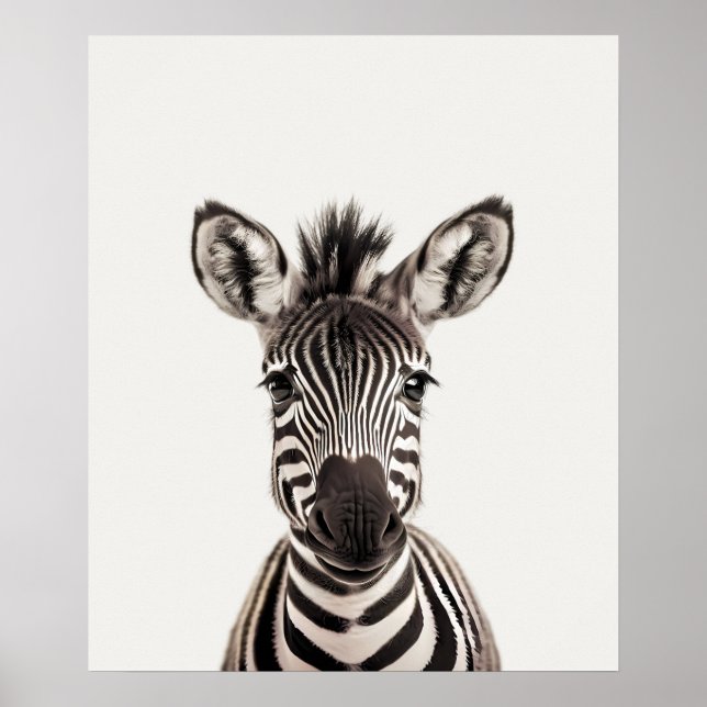 Póster Cebra de animales de la jungla africana de safari (Frente)