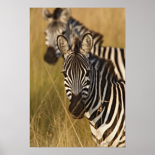 Póster Cebra de Burchell en hierba alta de verano, Masai (Frente)