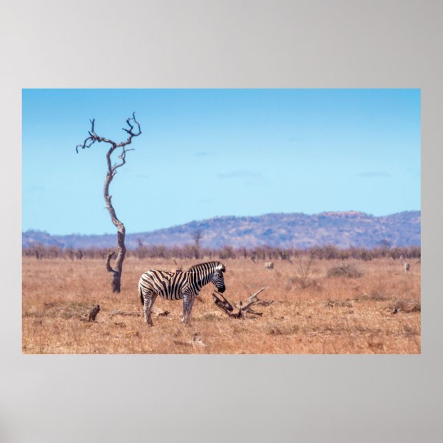 Póster Cebra de llanuras en el parque nacional de Kruger, (Frente)