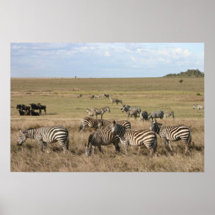 Póster Cebra en Serengeti en Tanzania