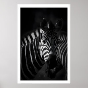 Póster Cebra Estampado Negro y Blanco, Retrato de Cerca