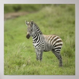 Póster Cebra joven en el llano de Serengeti