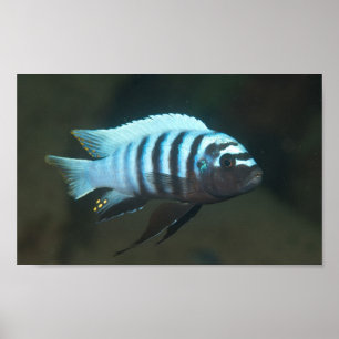 Póster Cebra Metriaclima - Chinyamwezi, Lago Malawi