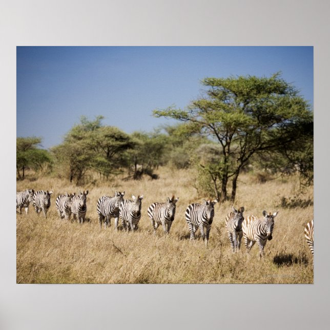 Póster Cebra migrante, Tanzania (Frente)