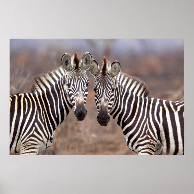 Póster Cebras comunes, Parque Nacional Kruger (Frente)
