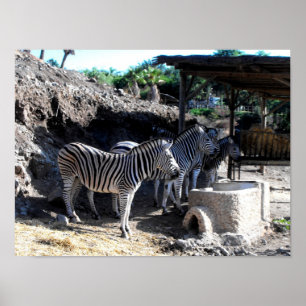 Póster Cebras de Chapman