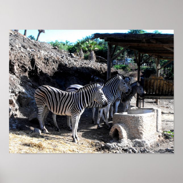 Póster Cebras de Chapman (Frente)