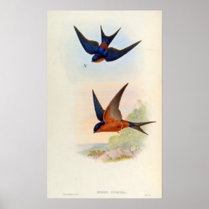 Póster Cecropis Hyperythra (golondrina de Sri Lanka)