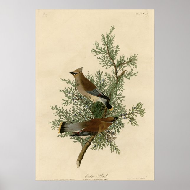 Póster Cedar Bird (Frente)