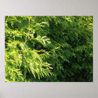 Póster Cedar Hedge