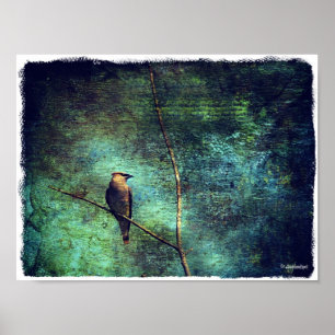 Póster Cedar Waxwing