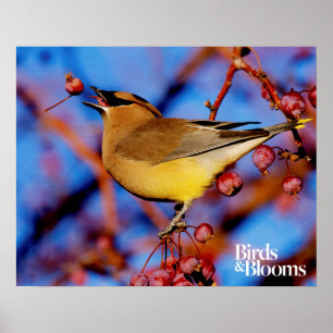 Póster Cedar Waxwing