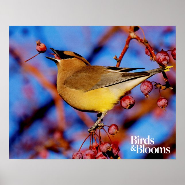 Póster Cedar Waxwing (Frente)