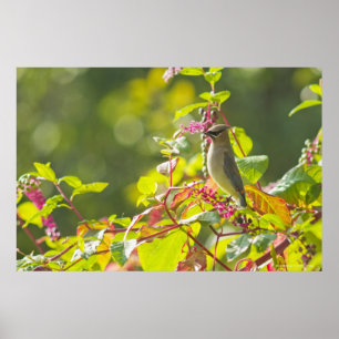 Póster Cedar Waxwing  And Poke Berries On A Tree