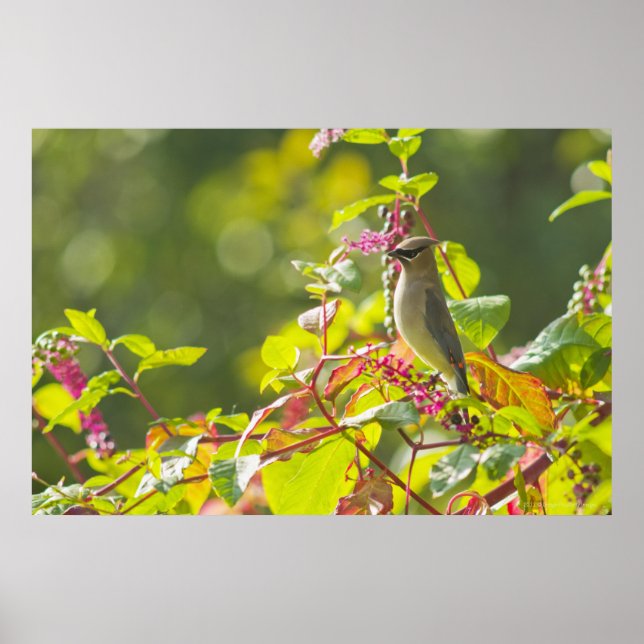 Póster Cedar Waxwing  And Poke Berries On A Tree (Frente)