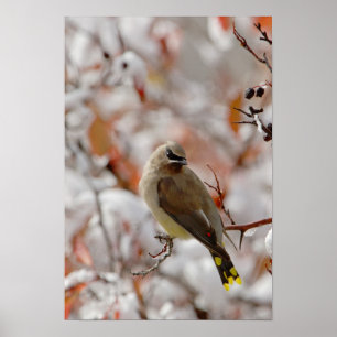 Póster Cedar Waxwing de adultos con espino dorsal y nieve