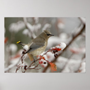Póster Cedar Waxwing de adultos con nieve, 3