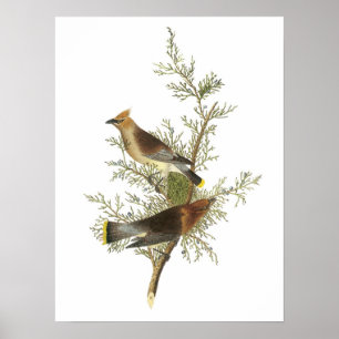 Póster Cedar Waxwing de Audubon