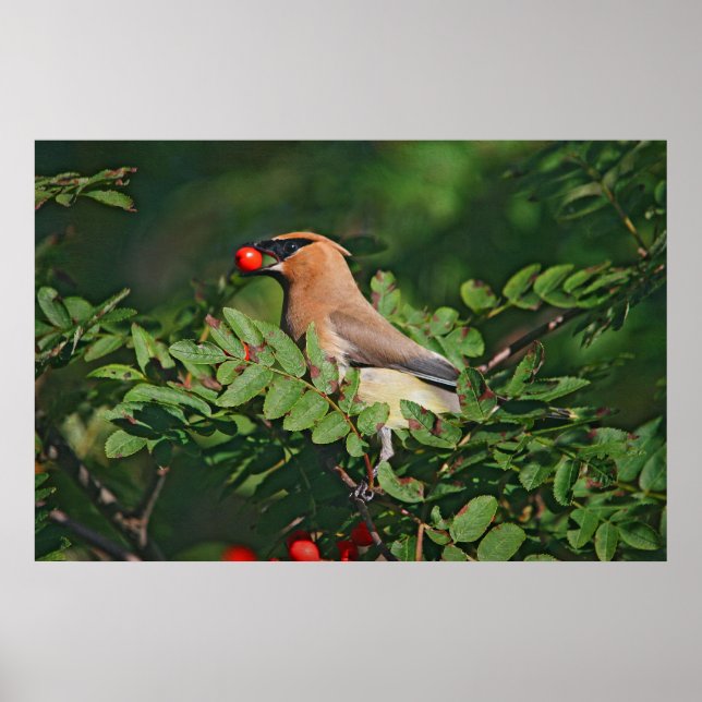 Póster Cedar Waxwing Eating Mountain Ash Berry (Frente)