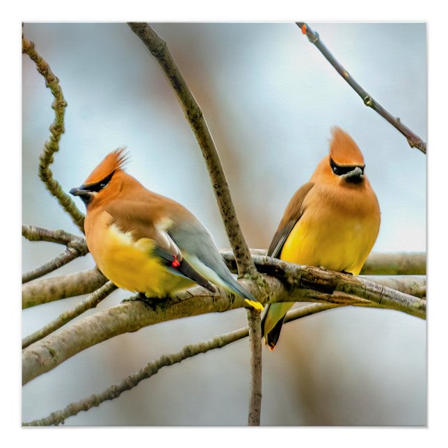 Póster Cedar Waxwing - Fotografía original (Anverso)