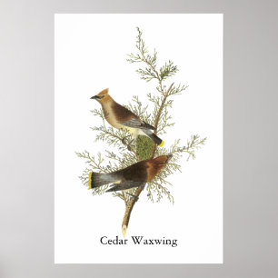 Póster Cedar Waxwing, John Audubon