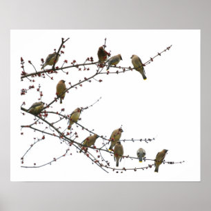 Póster Cedar Waxwings