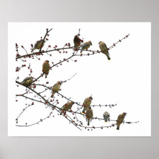 Póster Cedar Waxwings