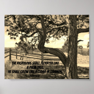 Póster Cedros de la Biblia Libanesa Verse Salm 91:12 Post