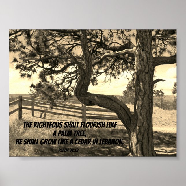 Póster Cedros de la Biblia Libanesa Verse Salm 91:12 Post (Frente)