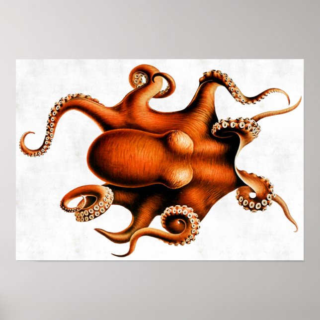 Póster Cefalopoda del Poster de las Islas Hawái (Frente)