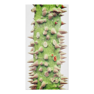Póster Ceiba speciosa, el árbol de seda flotante