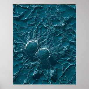 Póster Células bacterianas del cierre del estafilococo