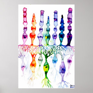 Póster Células cónicas células bastón y neurona bipolar d