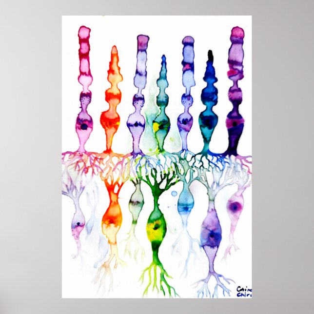 Póster Células cónicas células bastón y neurona bipolar d (Frente)