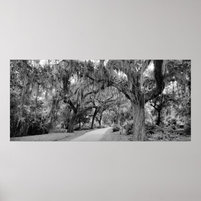 Póster Cementerio, Savannah Ga, MD Photography (Frente)