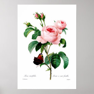 Póster Centiflora de Rosa