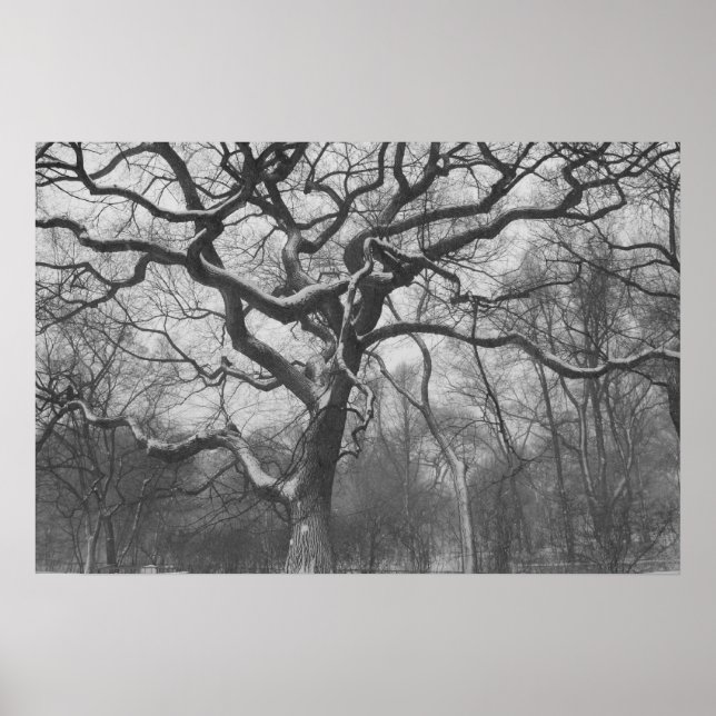 Póster Central Park, NYC (Frente)