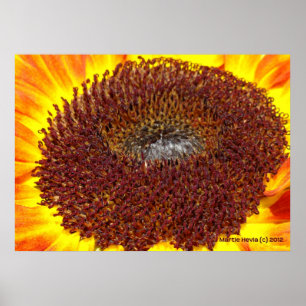 Póster Centro de Girasol
