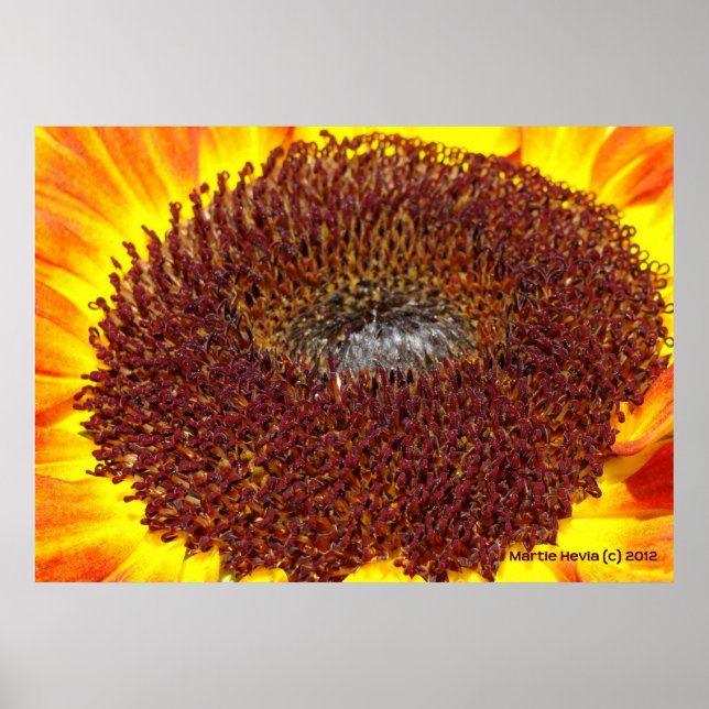 Póster Centro de Girasol (Frente)