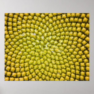 Póster Centro del girasol gigante (Helianthus annuus)